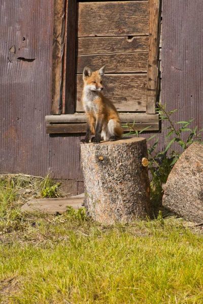 CO, Breckenridge Young fox sitting on log